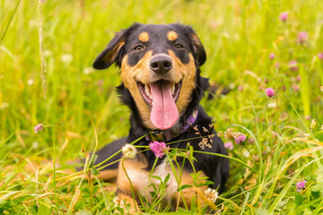 ÖRYGGI ILMOLÍANNA Í VETRAMIL®